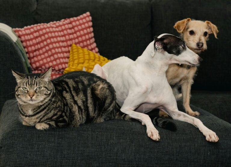 A cat and a dog sit on a couch.